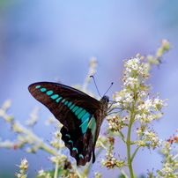 CANON(キヤノン)のレンズ EF70-300mm F4-5.6L IS USM で撮影した