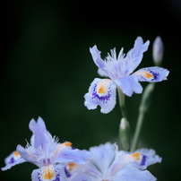 SIGMA 180mm F3.5 APO MACRO DG EX ペンタックス Sigma APO EX IF Macro 180mm F3.5 Lens Reviews - Sigma Lenses