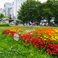 夏の大通公園