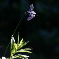 CANON(キヤノン)のレンズ EF135mm F2.8 で撮影した写真(画像)一覧