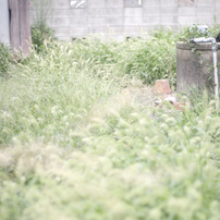 夏の幻想