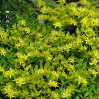 写真句：道端の花８：地上の星