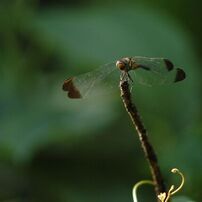 NIKON(ニコン)のデジタル一眼D2H で撮影した写真(画像)一覧