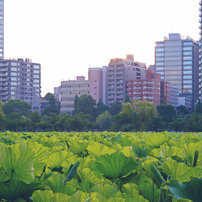 Nikon D3000一式♥️お散歩・風景・家族写真にぴったりな一眼デビュー機✨️ 71CrocZzeSL._UF1000,1000_QL80_.jpg