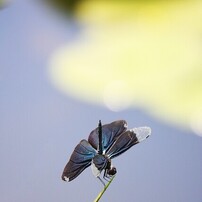 CANON(キヤノン)のデジタル一眼EOS 40D で撮影した写真(画像