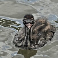 PANASONIC(パナソニック)のデジタルカメラLUMIX DMC-FZ1000 で