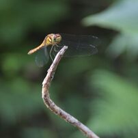 CANON(キヤノン)のデジタル一眼EOS 40D で撮影した写真(画像