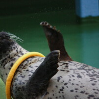 「ゆるかわ写真」もおまかせKiss X2 ゆるかわ写真」もおまかせKiss X2