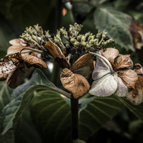 PENTAX(ペンタックス)のレンズ HD PENTAX-D FA645 MACRO 90mmF2.8ED AW