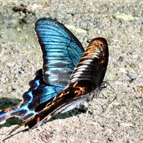 【美品 作例あり】Canon PowerShot SX70HS Canon(キヤノン) PowerShot SX70 HSの作例・価格・レビュー