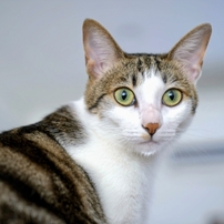 我が家の猫たち