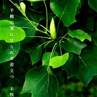 SONY(ソニー)のレンズ FE 24-240mm F3.5-6.3 OSS SEL24240 で
