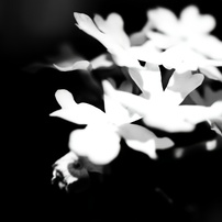 華
