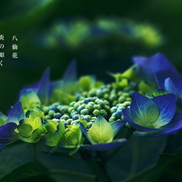 写真句：野のいのち１：八仙花