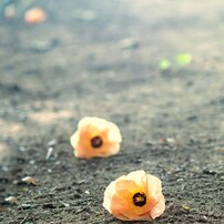 OLYMPUS(オリンパス)のレンズ M.ZUIKO DIGITAL 45mm F1.8