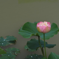 OLYMPUS(オリンパス)のミラーレス一眼OLYMPUS PEN E-PL9 で撮影