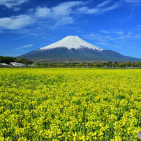 富士山とキガラシ