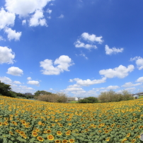 SIGMA(シグマ)のレンズ 15mm F2.8 EX DG DIAGONAL FISHEYE (ｷﾔﾉﾝ