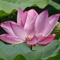 令和７年行田古代蓮(６)