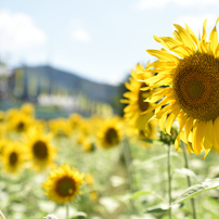 SIGMA(シグマ)のレンズ 24-70mm F2.8 IF EX DG HSM (ニコン用) で撮影