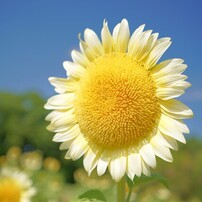 夏空に輝く白い笑顔