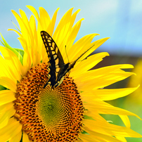 【美品✨】Nikon D7000 ボディ デジタル一眼レフ 作例あり 価格.com - 『作例1-春-』ニコン D7000 ボディ ざざっくばらん