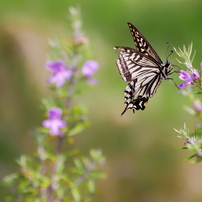 Canon EF70-300mm f4-5.6L IS USM【作例あり】 CANON EF70-300mm F4-5.6L IS USMで撮影された写真 (レビュー