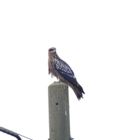 【美品】動作！FUJIFILM FinePix HS20EXR!fd25101 楽天市場】fujifilm◇デジタルカメラ finepix hs20exrの通販