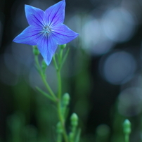 CANON(キヤノン)のレンズ EF50mm F1.2L USM で撮影した写真(画像
