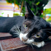 OLYMPUS(オリンパス)のミラーレス一眼OLYMPUS PEN Lite E-PL7 で撮影