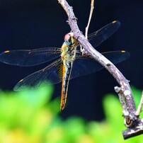 CANON(キヤノン)のレンズ EF-S55-250mm F4-5.6 IS STM で撮影