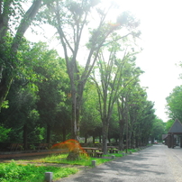 ❤️エモ写に❤️Nikon 18-200mm フィルム風描写✨ AF-S DX VR Zoom-Nikkor 18-200mm f/3.5-5.6G IF-EDで撮影された