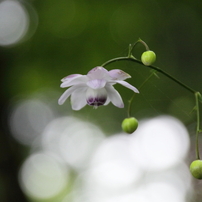 TAMRON(タムロン)のレンズ 18-270mm F/3.5-6.3 Di II VC PZD (Model