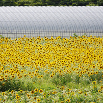 CANON(キヤノン)のレンズ EF-S55-250mm F4-5.6 IS STM で撮影
