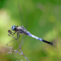 【作例あり】Canon EF-S55-250mm F4-5.6 IS STM Canon EF-S55-250mm F4-5.6 IS STMを徹底解説。作例からレビュー