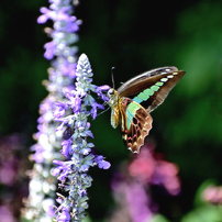 NIKON(ニコン)のレンズ AF-P DX NIKKOR 70-300mm f/4.5-6.3G ED