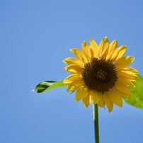 夏