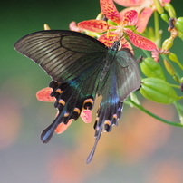 SIGMA(シグマ)のレンズ APO 70-300mm F4-5.6 DG MACRO (ﾍﾟﾝﾀｯｸｽ