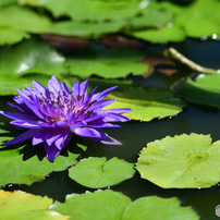 NIKON(ニコン)のレンズ Ai AF Micro Nikkor 105mm F2.8D で撮影