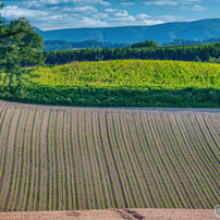 NIKON(ニコン)のレンズ AF-S NIKKOR 28-300mm f/3.5-5.6G ED VR で撮影