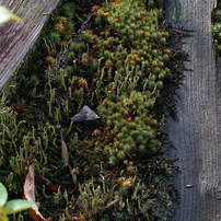 SIGMA(シグマ)のデジタルカメラSIGMA DP3 Merrill で撮影した写真(画像