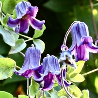 【作例あり】Canon PowerShot SX70HS Canon（キヤノン） PowerShot SX70 HS 実写レビュー | フォト