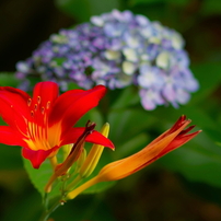CANON(キヤノン)のレンズ EF85mm F1.8 USM で撮影した写真(画像