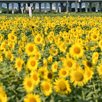 SIGMA(シグマ)のレンズ 70-200mm F2.8 DG OS HSM [ニコン用] で