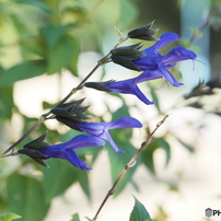 OLYMPUS(オリンパス)のミラーレス一眼OLYMPUS PEN-F で撮影した