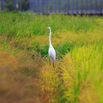 SIGMA(シグマ)のレンズ 100-400mm F5-6.3 DG OS HSM [キヤノン用] で