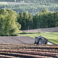 NIKON(ニコン)のレンズ AF-S NIKKOR 28-300mm f/3.5-5.6G ED VR で撮影