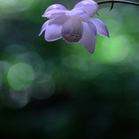 富士フイルム - フジノンレンズ XF80mmF2.8 R LM OIS WR Macro レンタル - FUJIFILM(富士フイルム)フジノンレンズ XF80mmF2.8 R
