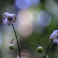 富士フイルム - フジノンレンズ XF80mmF2.8 R LM OIS WR Macro レンタル - FUJIFILM(富士フイルム)フジノンレンズ XF80mmF2.8 R