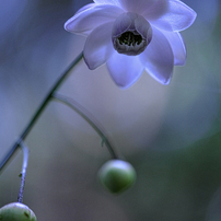 富士フイルム - フジノンレンズ XF80mmF2.8 R LM OIS WR Macro 発見と驚きは写真の醍醐味 XF80mmF2.8 R LM OIS WR Macro｜写真